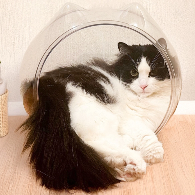 ねこ耳スケルトンボール